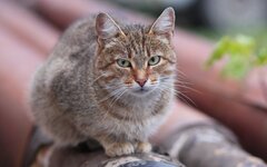 Кошка © KM.RU, Алексей Белкин