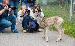 Россиян призвали не трогать животных за рубежом, чтобы не заразиться