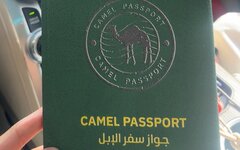 В Саудовской Аравии ввели паспорта для верблюдов