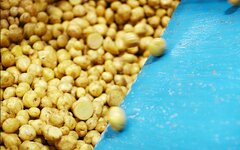 Россиийские фермеры могут утилизировать большое количество картофеля