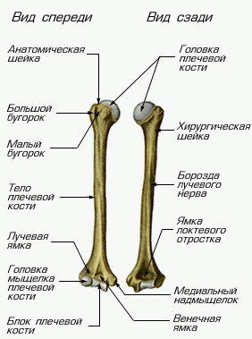 Лучевая Кость Ноги Где Находится Фото