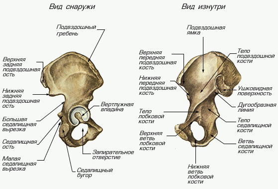 Где Находится Седалищная Кость У Человека Фото