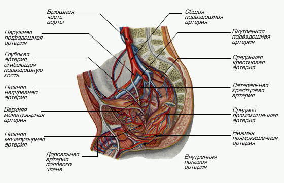 Бедренная Артерия Где Находится У Мужчин Фото