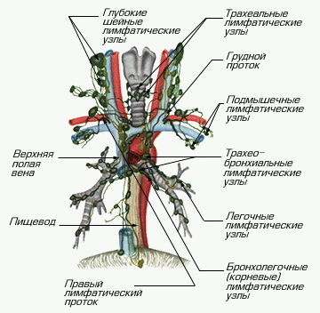 >Лимфатические сосуды и узлы средостения