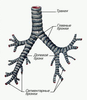 Трахея и бронхи. Трахея и бронхи.