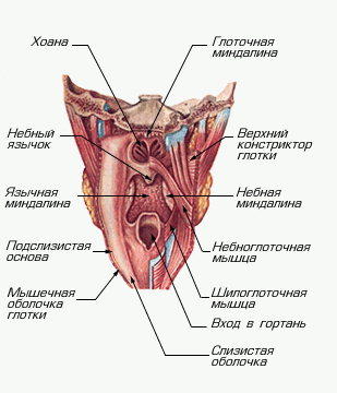 Где Находится Глотка У Человека Фото