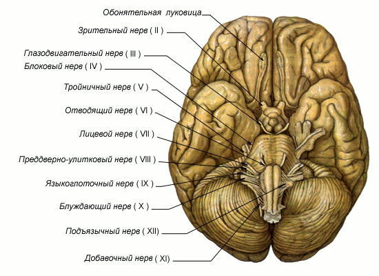 Реферат: Места выхода черепных нервов из мозга