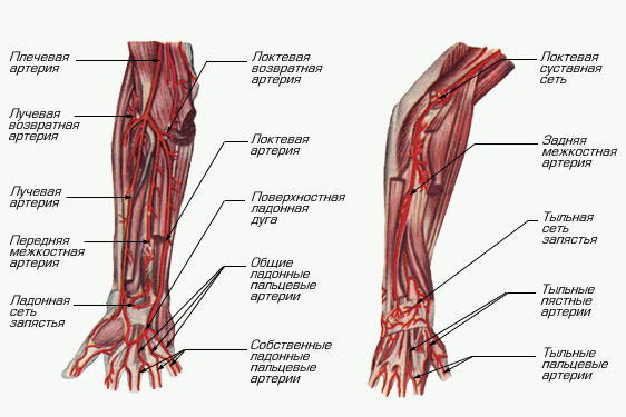 Плечевая Артерия Где Находится Фото У Человека