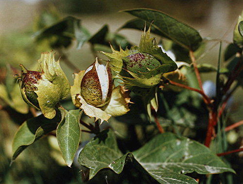 >Хлопчатник обыкновенный