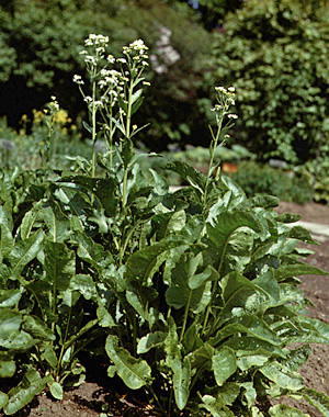 >Хрен обыкновенный