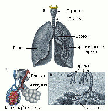 Реферат: Физиология легочного дыхания