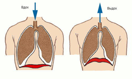 Реферат: Физиология легочного дыхания