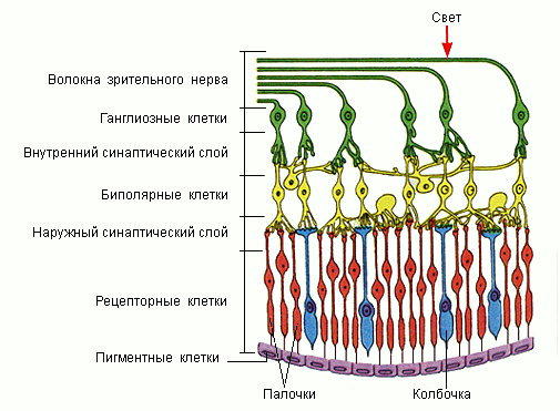 Реферат: Биполярные, горизонтальные и амакриновые клетки