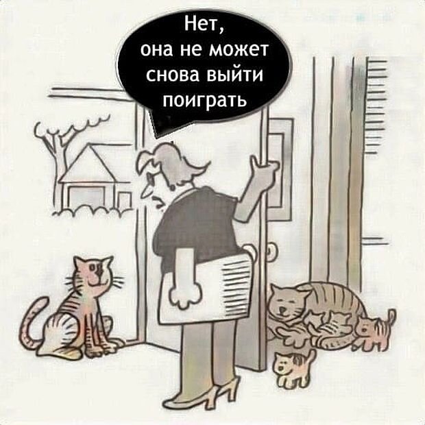 https://www.km.ru/sites/default/files/imagecache/640x640/kart_koshka.jpg
