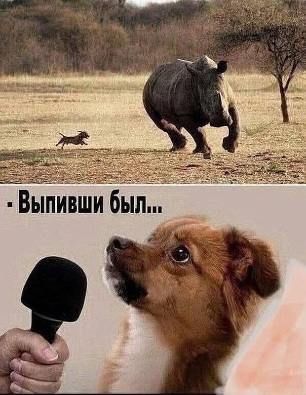 https://www.km.ru/sites/default/files/imagecache/640x640/kart_pes.jpg