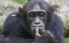 Шимпанзе сталкиваются с кризисом среднего возраста. Фото с сайта naturepl.com