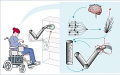 Фото с сайта thelancet.com