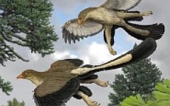 Полет Аrchaeopteryx lithographica. Фото с сайта worldfossilsociety.org