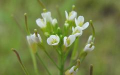 Arabidopsis thaliana (фото stockton.edu)