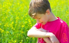 Безобидный комарик или большая проблема?