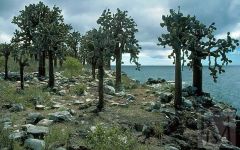 Кактусовые деревья. Фото с сайта megabook.ru Кактусовые деревья. Фото с сайта megabook.ru