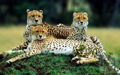 Фото с сайта megabook.ru Фото с сайта megabook.ru