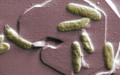 Бактерия Shewanella oneidensis. Фото с сайта emsl.pnl.gov Бактерия Shewanella oneidensis. Фото с сайта emsl.pnl.gov