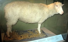 Долли — первое успешно клонированное млекопитающее. Фото с сайта wikimedia.org
