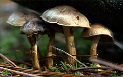 Фото с сайта nps.gov