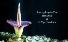 Amorphophallus titanum. Стоп-кадр с видео в YouTube Amorphophallus titanum. Стоп-кадр с видео в YouTube