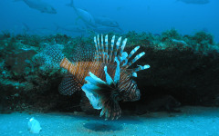 Lionfish. Фото с сайта sciencenewsforkids.org