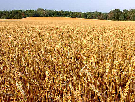 Фото с сайта agrobook.ru