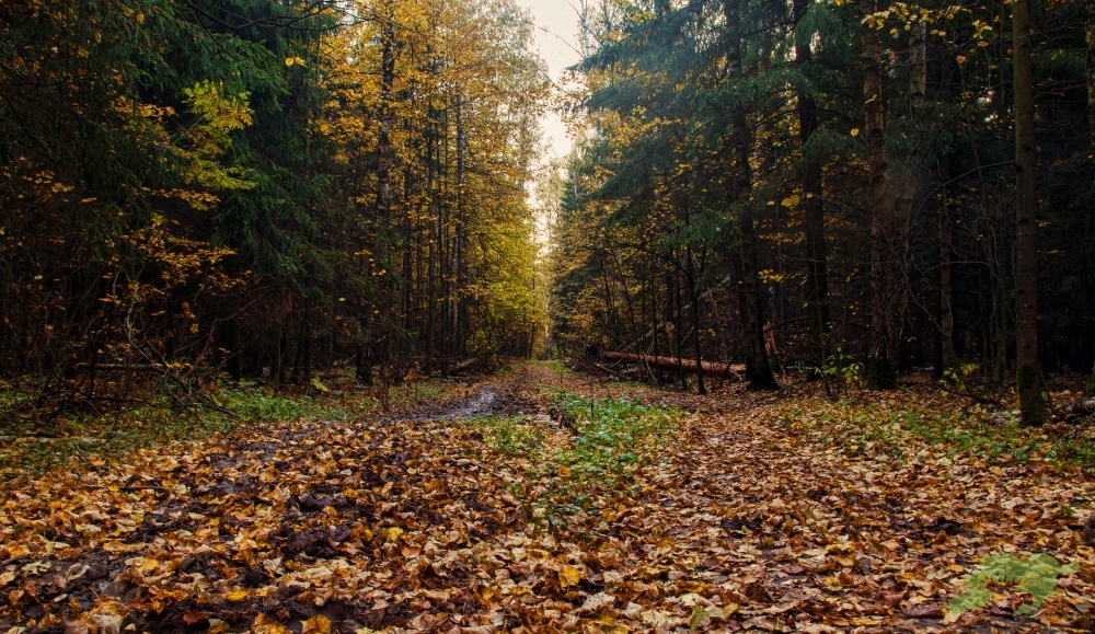Фото с сайта elkisland.ru