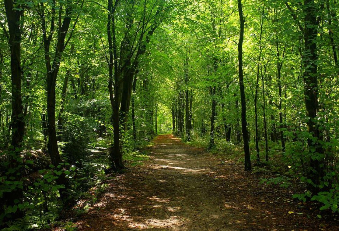 Фото с сайта pixabay.com