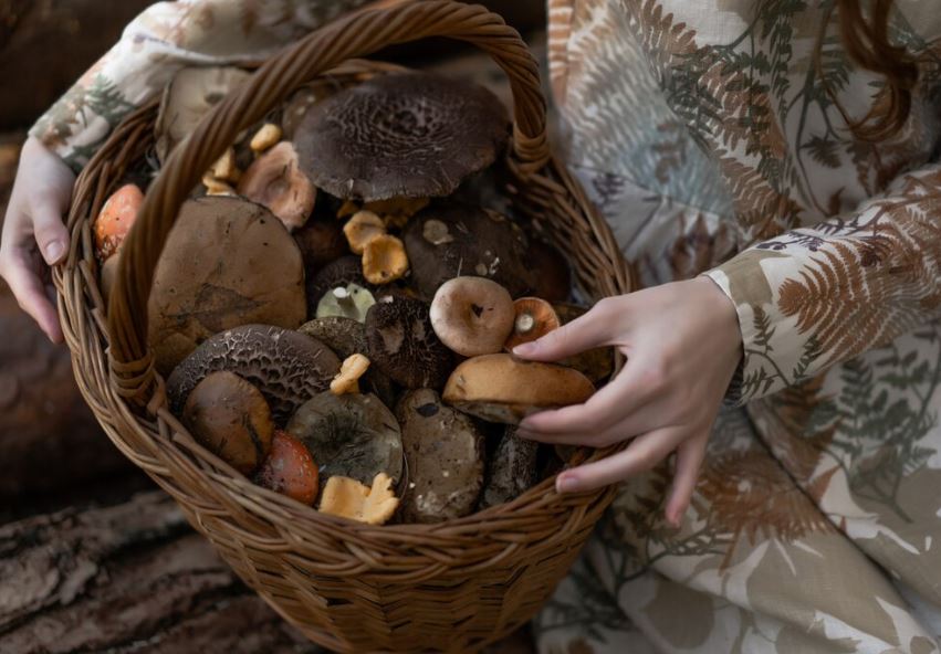 Фото: <a href="https://www.freepik.com/free-photo/young-woman-linen-dress-gathering-mushrooms-forest_3445117.htm#fromView=search&page=1&position=0&uuid=c0d08879-7203-4ab0-832a-741ed4175d31"> Kireyonok_Yuliya </a> / Freepik.com