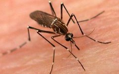Комар - разносчик лихорадки денге. Фото с сайта samaa.tv