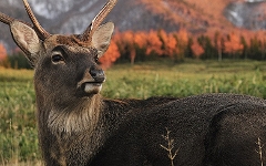 Лесной северный олень. Фото с сайта belorechie.net Лесной северный олень. Фото с сайта belorechie.net
