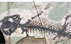 Обнаруженные останки (фото pnas.org) Обнаруженные останки (фото pnas.org)