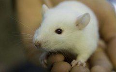 Лабороторные животные, фото с сайта blogspot.com Лабороторные животные, фото с сайта blogspot.com