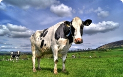 Фото zoopicture.ru