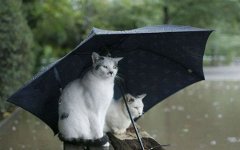 Паводки; фото с roflcats.ru Паводки; фото с roflcats.ru