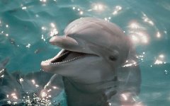 Фото с сайта altfast.ru Фото с сайта altfast.ru