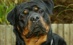 Ротвейлер; фото с doggi.ru Ротвейлер; фото с doggi.ru