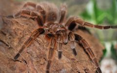 Grammostola rosea (розовый птицеед). Фото с сайта biolib.cz