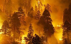 Лесные пожары; фото с katastrofa-online.ru