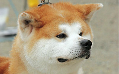 Собака породы Акита-Ину. Фото с сайта pref.akita.lg.jp