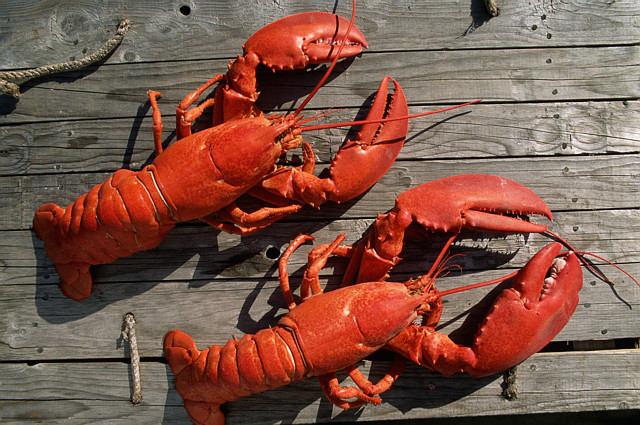 Лобстеры. Фото с сайта lobsteranywhere.com