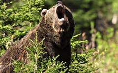 Фото с сайта wallpapersfolder.com Фото с сайта wallpapersfolder.com