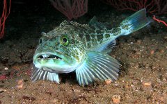 Терпуг зубастый. Фото с сайта fishretail.ru Терпуг зубастый. Фото с сайта fishretail.ru