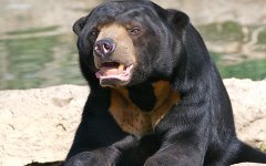 Фото с сайта ookaboo.com Фото с сайта ookaboo.com